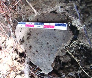 A plain shell tempered sherd in the bank that was dated to 1550 (early Overhill period) through optically stimulated luminescence. Photo courtesy Jay Franklin