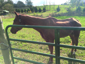 Elan is pictured here after being abandoned in the barn of Bonnie Grindstaff. The veterinarian rated Elan’s health as extremely malnourished and a “one” on the scale from 1-10.