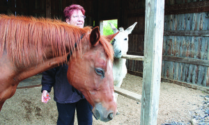 Elan and owner Vickie Teague enjoy an afternoon in Elan’s spacious stalls with Elan’s donkey friend, Jenny.