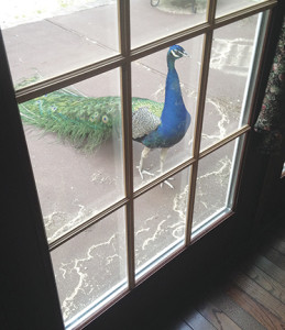 The peacock that wandered up to the Laceys’ back door and inspired Jocelyn’s first children’s book. CONTRIBUTED