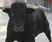 The bull run in Spain, or why they are having problems with their economy